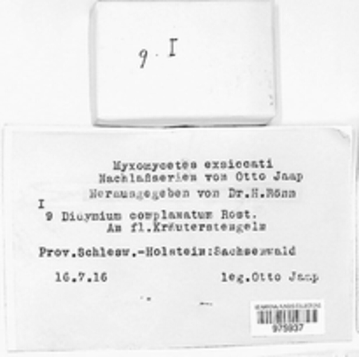 Didymium complanatum image